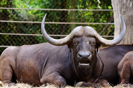 Buffalo