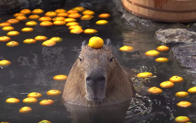 Capybara