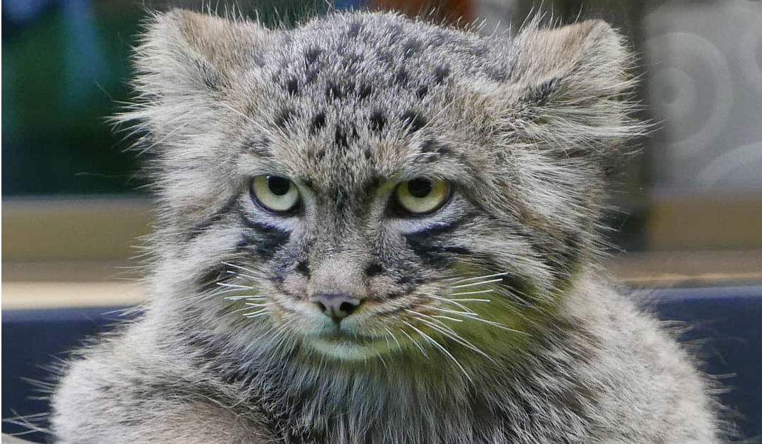 Manul cat